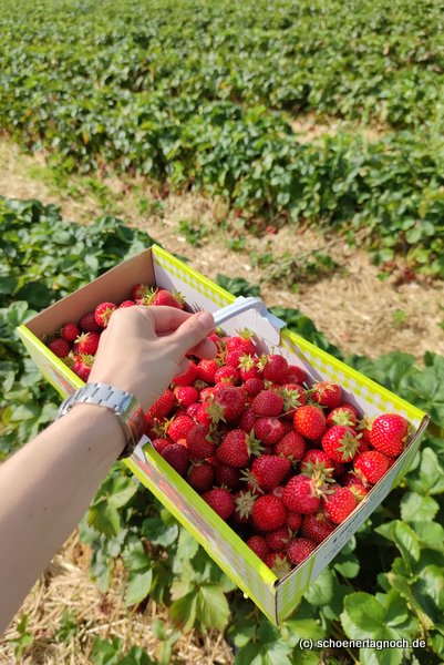 Frisch gepflückte Erdbeeren vom Feld