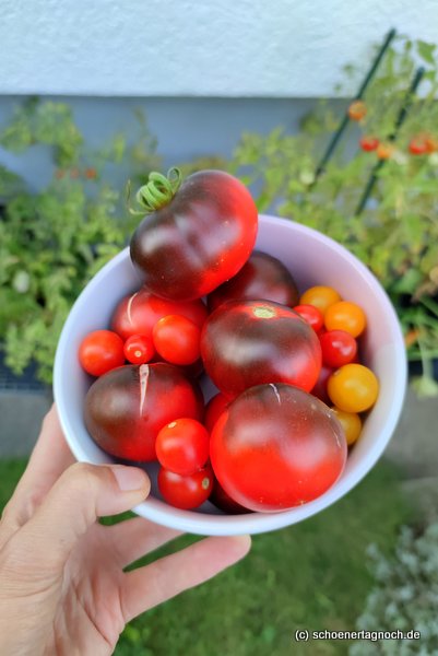 Tomatenernte aus meinem Garten